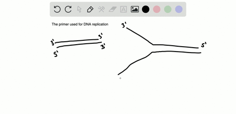 the-primer-used-for-dna-replication-a-is-a-short-strand-of-rna-added-to-the-3-end-b-is-needed-only-o
