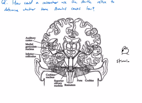how-could-a-researcher-use-the-startle-reflex-to-determine-whether-some-stimulus-causes-fear-3