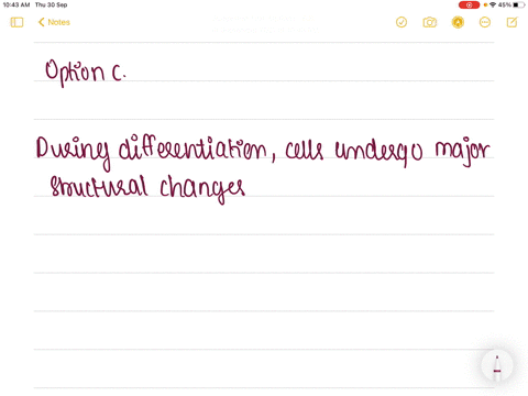 during-differentiation-what-kind-of-changes-take-place-a-structural-b-functional-c-both-a-and-b-d-no
