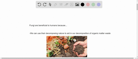 short-answer-in-what-ways-are-fungi-beneficial-to-humans