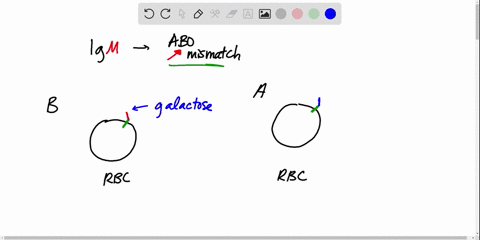 chemical-connections-19-d-states-that-the-antigen-in-the-red-blood-cells-of-a-person-with-b-type-blo