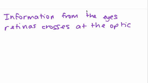 en-route-to-the-brain-information-from-the-two-eyes-retinas-crosses-at-the-a-optic-nerve-b-optic-chi