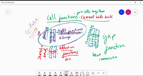 tight-junctions-are-associated-with-a-connective-tissue-b-adipose-tissue-c-cardiac-muscle-d-epitheli