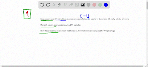 eukaryotes-have-repair-systems-that-prevent-mutations-due-to-copying-errors-and-exposure-to-mutage-2