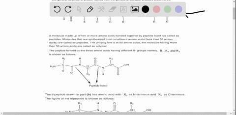 proteins-are-naturally-occurring-polymers-formed-by-condensation-reactions-of-amino-acids-which-ha-3