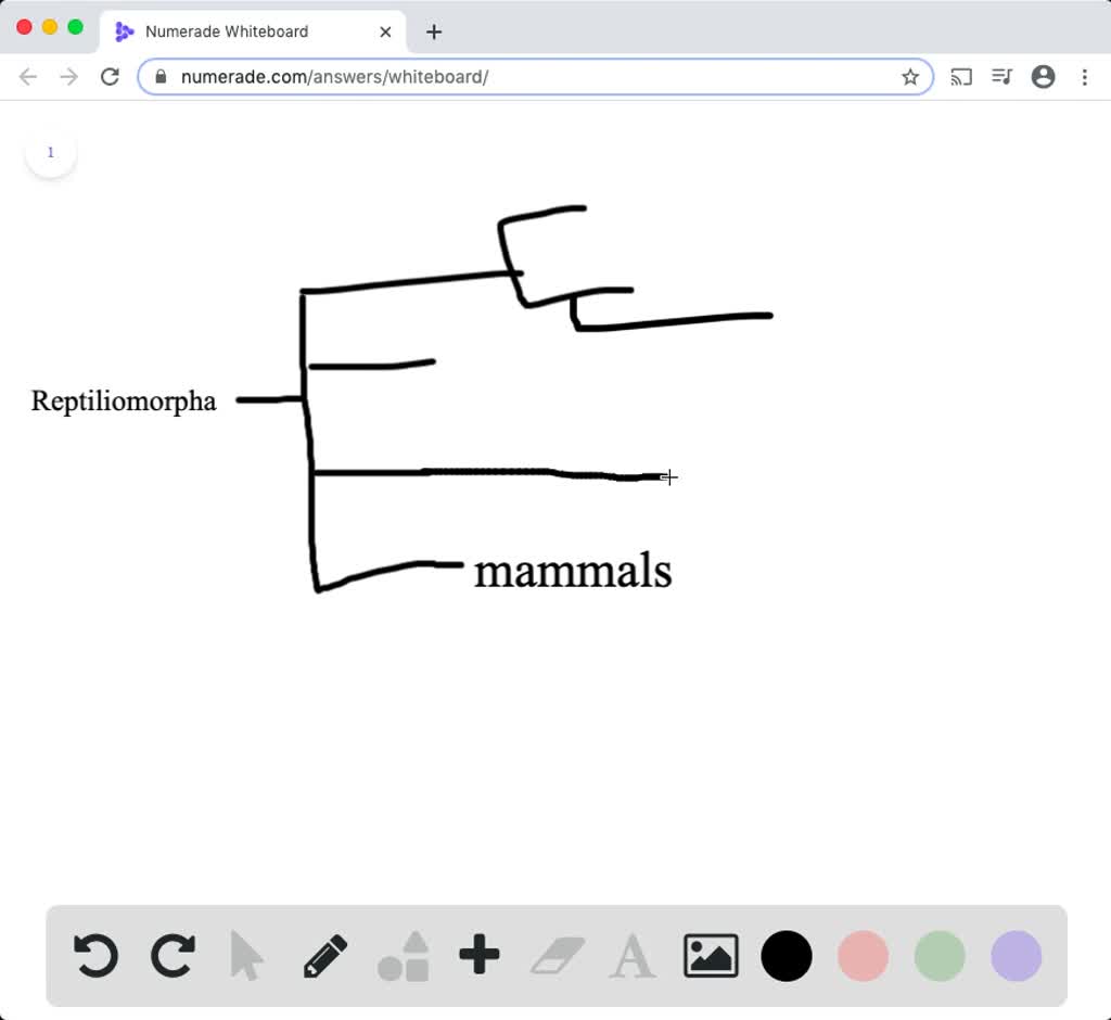 SOLVED:Birds and mammals are both endothermic, and both have four