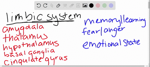 the-limbic-system-a-doughnut-shaped-structure-at-the-border-of-the-brains-older-parts-and-the-cerebr