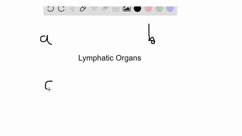 identify-the-lymphatic-organ-in-the-key-that-matches-the-description-some-answers-may-be-used-more-4