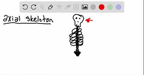 the-axial-skeleton-includes__________-a-the-carpals-b-the-phalanges-c-the-ribs-d-the-clavicle