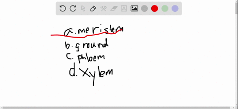 which-of-the-following-is-the-major-site-of-photosynthesis-a-apical-meristem-b-ground-tissue-c-xylem