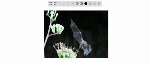 name-one-reward-that-a-pollinator-may-receive-in-return-for-a-visit-to-a-flower-of-a-coevolved-plant