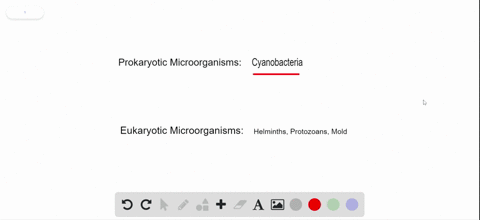 which-of-the-following-is-a-prokaryotic-microorganism-a-helminth-b-protozoan-c-cyanobacterium-d-mold