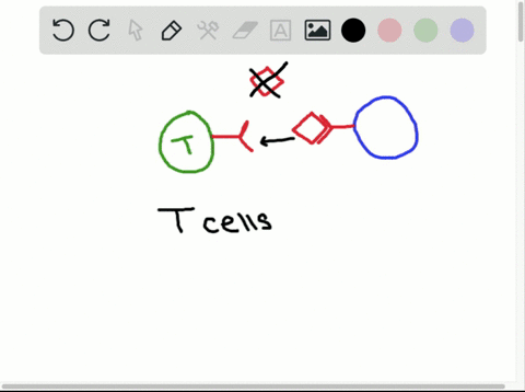 explain-how-t-cells-recognize-an-antigen-what-are-the-types-of-t-cells-and-how-do-they-function-in-i
