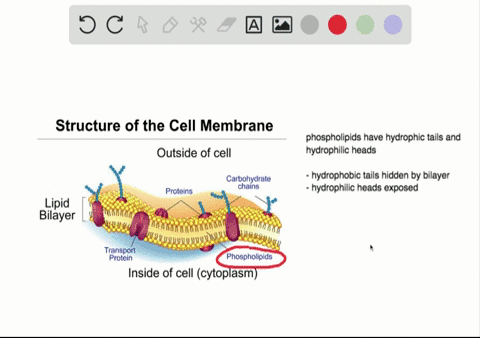 why-are-plasma-membranes-arranged-as-a-bilayer-rather-than-a-monolayer