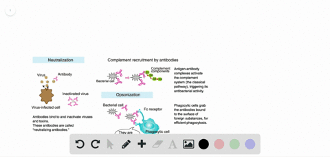 the-diagram-illustrates-a-process-taking-place-during-an-immune-response-what-process-is-represented