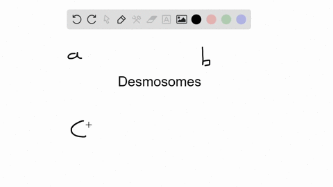 what-characteristics-do-desmosomes-bestow-on-tissues-that-use-these-adhesions-to-connect-adjacent-ce