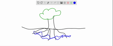 water-transport-from-roots-to-leaves-occurs-mainly-because-of-____________-a-pressure-flow-b-differe