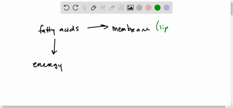 are-fatty-acids-for-energy-in-the-form-of-fat-synthesized-in-the-same-way-as-fatty-acids-for-the-l-3