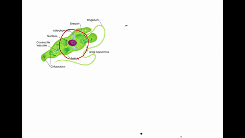 which-of-the-following-is-not-true-of-the-protists-a-they-are-unicellular-colonial-coenocytic-or-s-5