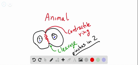 compare-cytokinesis-in-plant-and-animal-cells-in-what-ways-are-the-two-processes-similar-in-what-w-2