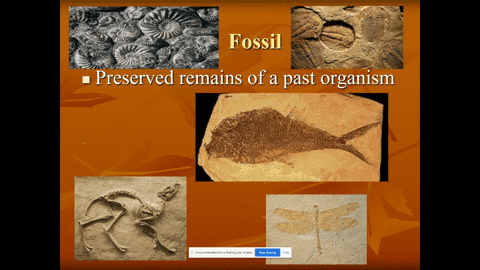 one-benefit-of-the-fossil-record-is-a-that-hard-parts-of-bodies-are-more-likely-to-fossilize-b-that-