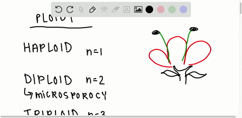 name-tissues-or-cells-in-an-angiosperm-that-are-haploid-diploid-and-triploid