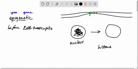 which-of-the-following-is-true-of-epigenetic-changes-a-they-only-allow-gene-expression-b-they-allow-