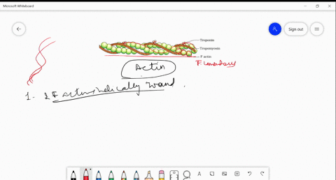 which-of-the-following-statements-about-the-molecular-arrangement-of-actin-in-myofibrils-is-incorrec