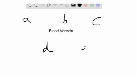 match-the-descriptions-to-the-blood-vessels-in-the-key-some-answers-may-be-used-more-than-once-a--10