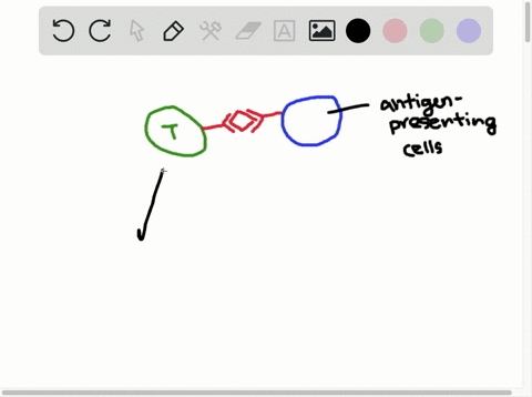 which-of-these-pertains-to-t-cells-a-have-specific-receptors-b-are-of-more-than-one-type-c-are-respo