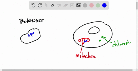 evolution-connection-atp-synthases-are-found-in-the-prokaryotic-plasma-membrane-and-in-mitochondria-