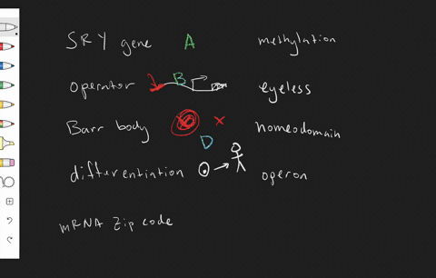 match-the-terms-with-the-most-suitable-description-_______-sry-gene-_______-operator-_______-barr-bo