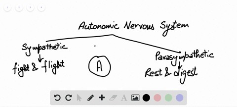 what-are-the-main-differences-between-the-sympathetic-and-parasympathetic-nervous-systems-a-the-symp