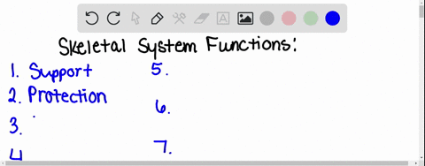 which-is-not-a-function-of-the-skeletal-system-a-support-b-hematopoietic-site-c-storage-d-providing-