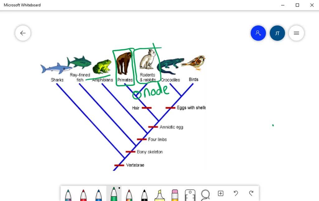 what is a sister group on a phylogenetic tree