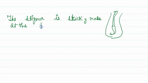the-stalk-that-connects-stigma-and-ovary-is-_____