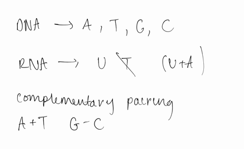 what-codon-on-mrna-would-pair-with-each-of-the-following-trna-anticodons-a-uug-b-mathrmcac