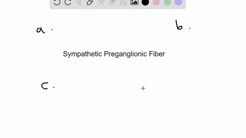 which-of-the-following-is-not-a-target-of-a-sympathetic-preganglionic-fiber-a-intermural-ganglion-b-