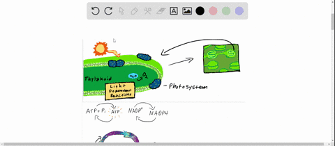 the-light-dependent-reactions-of-photosynthesis-are-responsible-for-the-production-of-a-glucose-b-qu