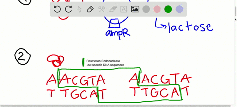 describe-the-process-of-molecular-cloning-a-the-foreign-dna-and-plasmid-are-cut-with-the-same-restri