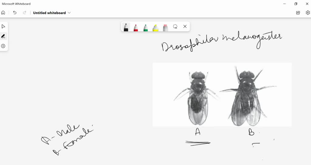 SOLVED:Identify A And B In This Figure. (a) A: Male, B: Female (b) A ...