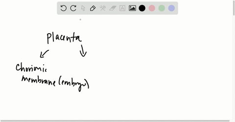 the-placenta-is-formed-from-_________________-a-the-embryos-mesenchymal-cells-b-the-mothers-endometr