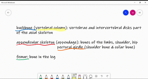 the-human-______-consists-of-vertebrae-and-intervertebral-disks-a-appendicular-skeleton-b-femur-c-ba
