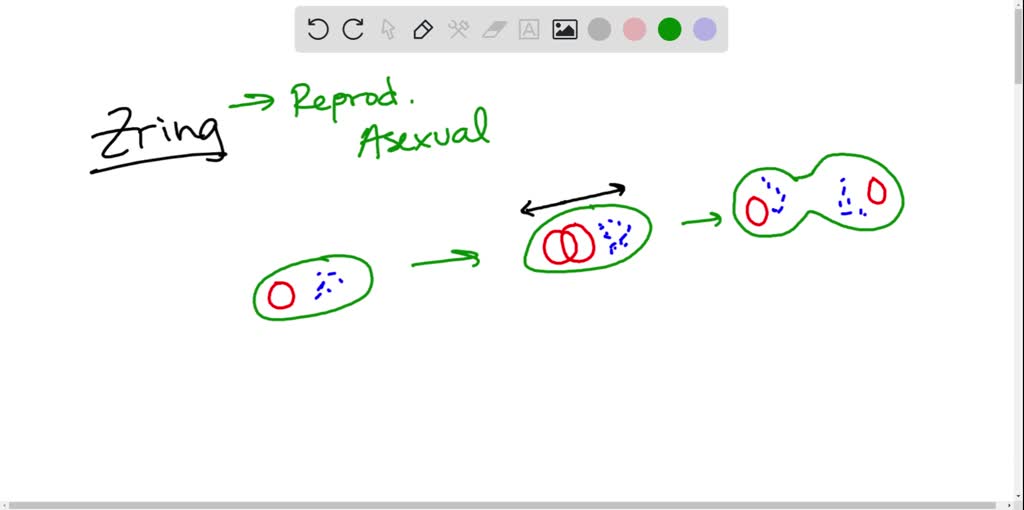 SOLVEDWhat is the function of the Z ring in binary fission? a. It