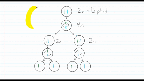 banana-plants-which-are-triploid-are-seedless-and-therefore-sterile-thinking-about-meiosis-propose-a