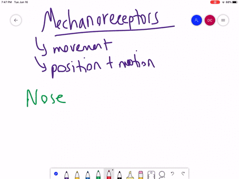 mechanoreceptors-in-the-________-send-signals-to-the-brain-in-about-the-bodys-position-and-motion-a-