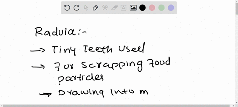 what-is-a-radula-do-all-classes-of-mollusks-possess-this-structure-how-is-it-used-in-different-types