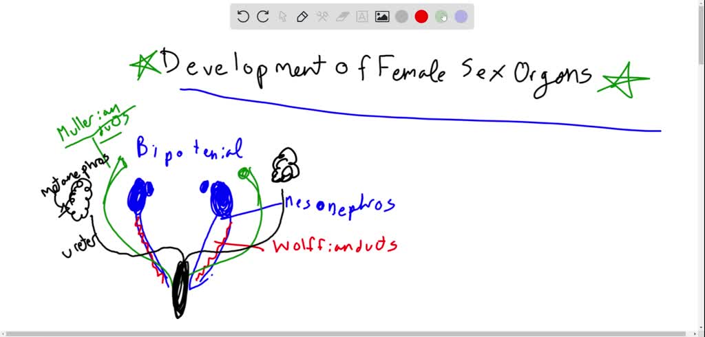 SOLVED:The Anatomic And Physiologic Changes In The Mother Are Caused By ...