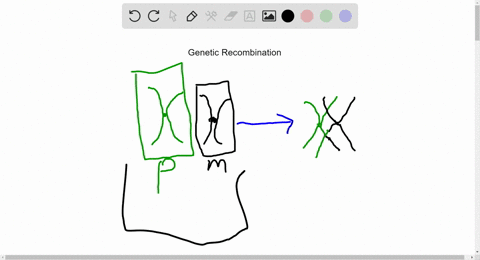 what-is-an-outcome-of-genetic-recombination-a-the-synapsing-of-homologs-during-prophase-of-meiosis-i
