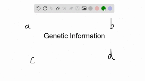 the-_____-is-genetic-information-a-karyotype-b-sequence-of-dna-c-double-helix-d-chromosome-number